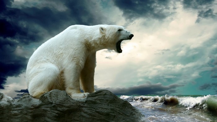Polar bear roaring on rocks by the sea