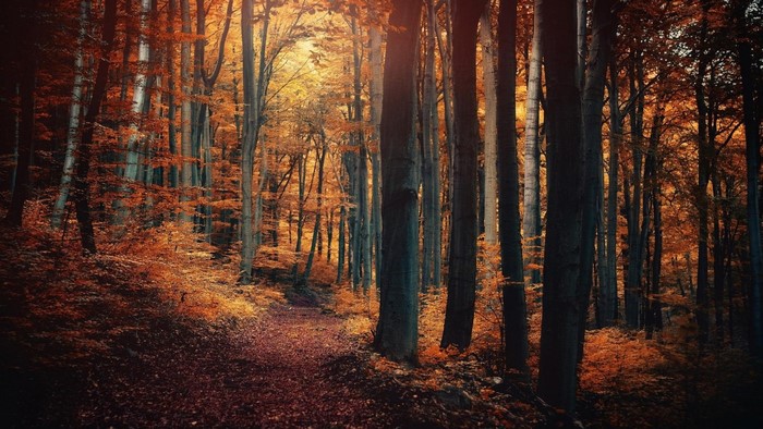 Autumn forest path with sunlight filtering through trees