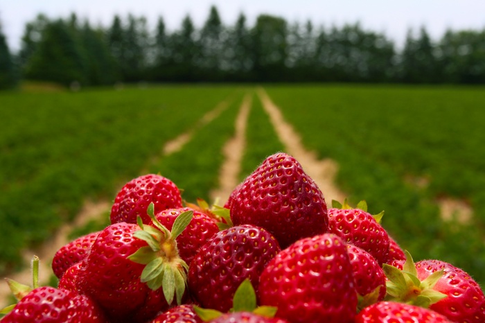 Strawberries in a field