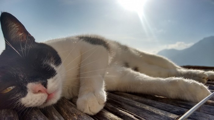 Black and white cat resting on a wooden surface in sunlight