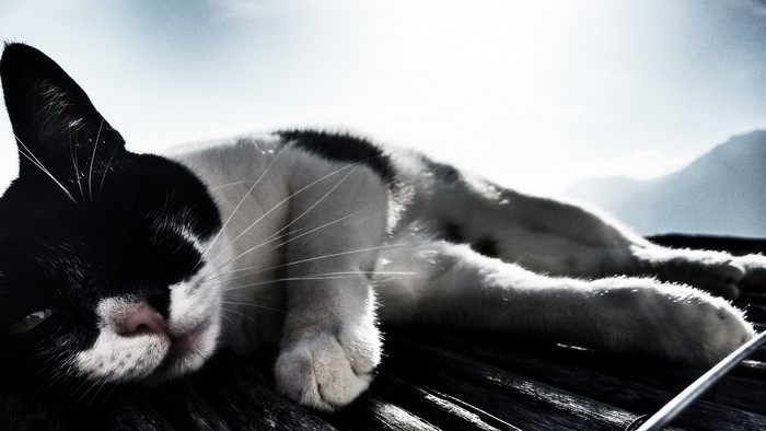 Black and white cat lying in sunlight