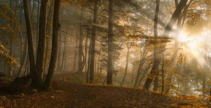 Sunbeams filtering through misty autumn forest trees