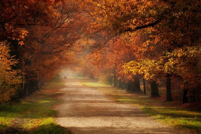 Autumn forest path with two people walking