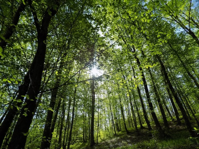 Sunlight filtering through green trees in a forest