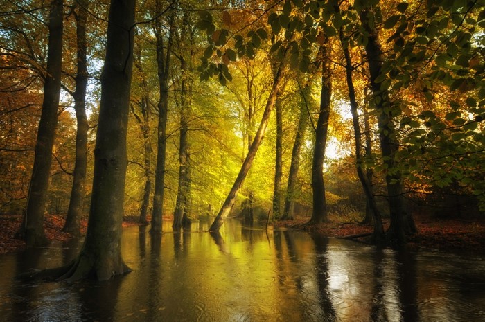Sunlight filtering through autumn trees reflecting in water