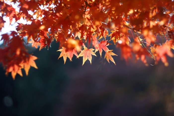 Sunlight filtering through autumn maple leaves