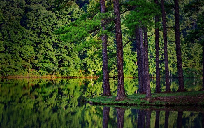 Tall pine trees reflected in a calm lake surrounded by a dense forest