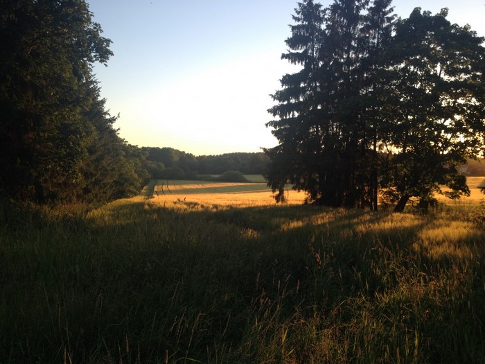 Sunset over a grassy field with trees