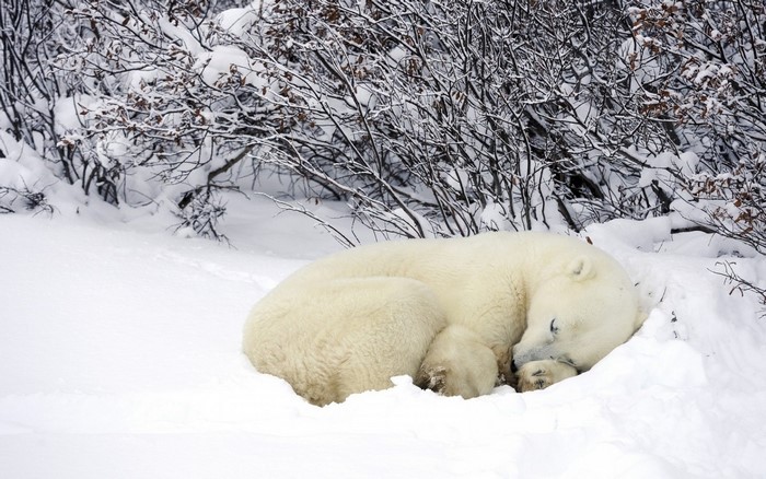 Polar bear sleeping in the snow