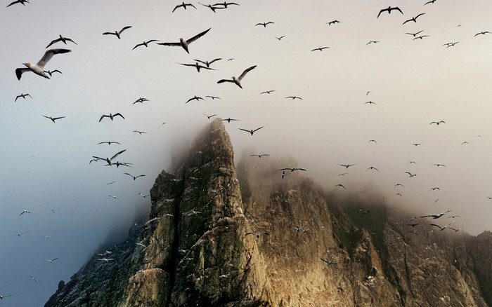 Flock of gannets flying near misty cliffs