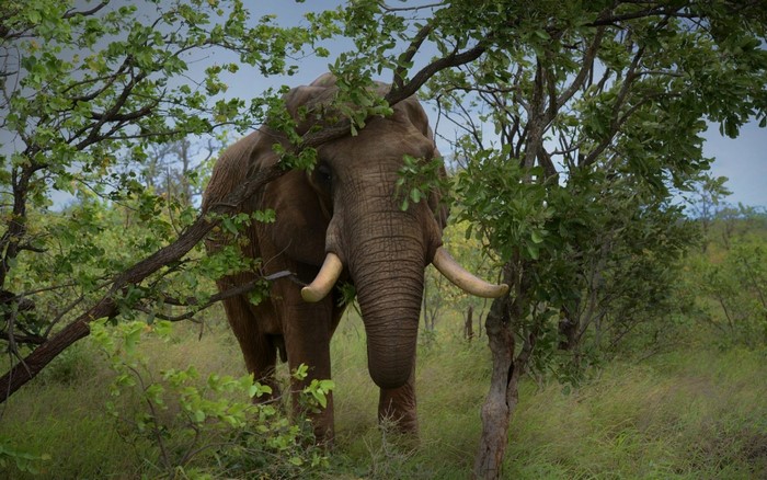 African elephant standing among trees in a savanna