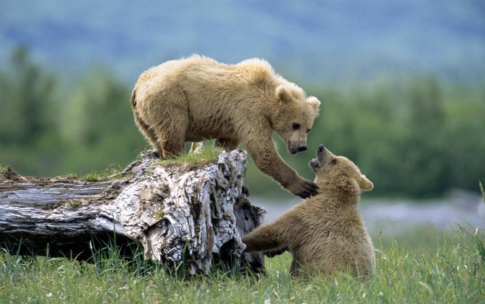 Two brown bears playing on a log