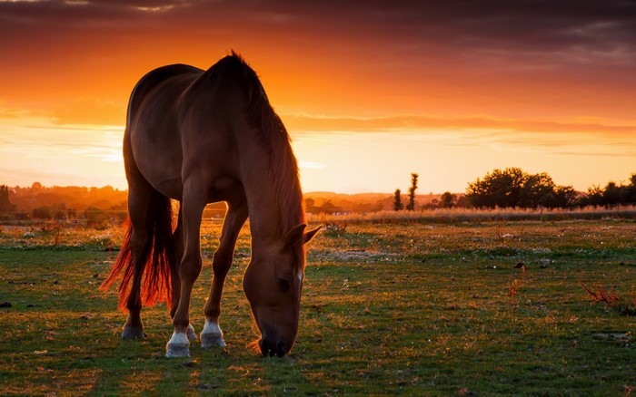 Horse grazing in a field at sunset