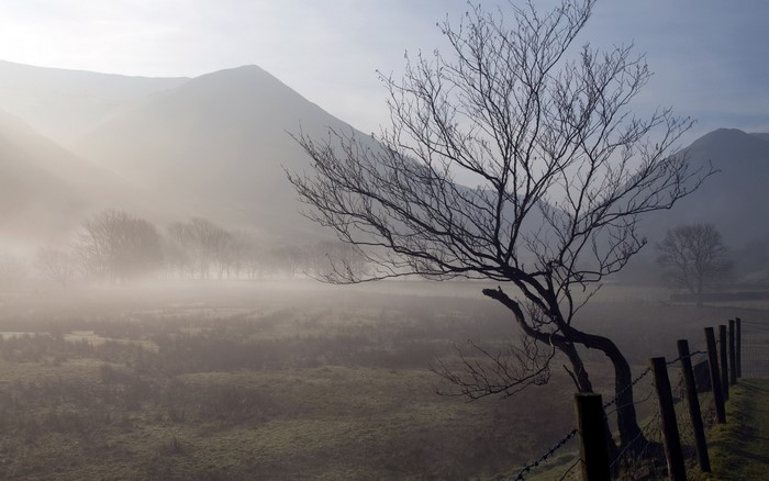 Misty valley with bare tree and mountains