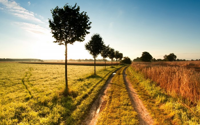 Dirt road through fields at sunrise with trees