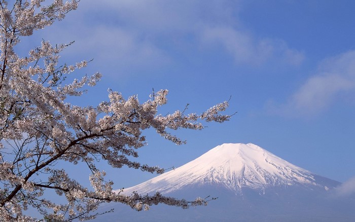 Mount Fuji with Cherry Blossoms in Bloom