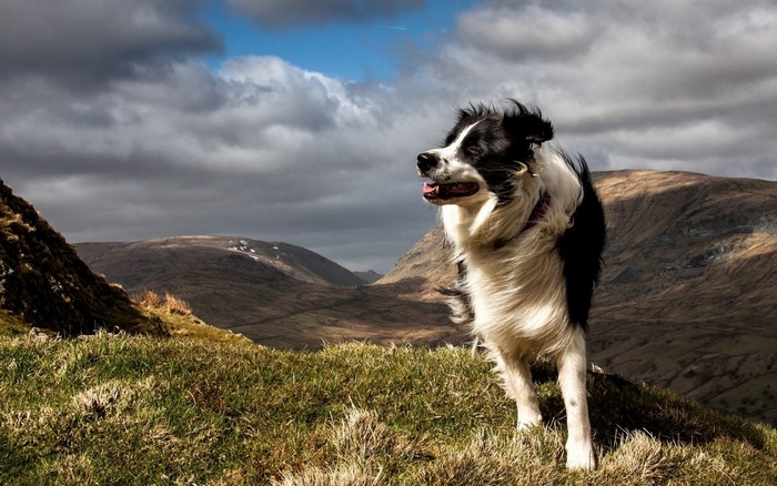 Border Collie dog in a windy mountain landscape