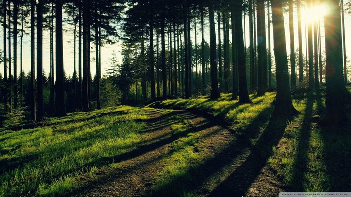Sunlight filtering through a forest path