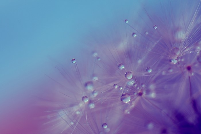 Macro photography of dandelion seeds with water drops