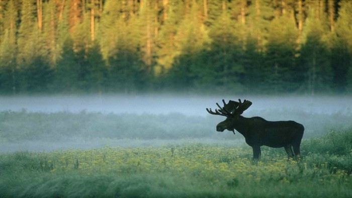 Moose in a misty meadow at sunrise