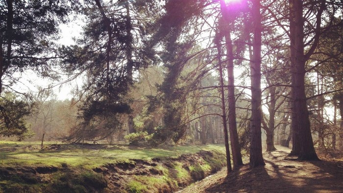 Sunlight filtering through trees in a forest landscape