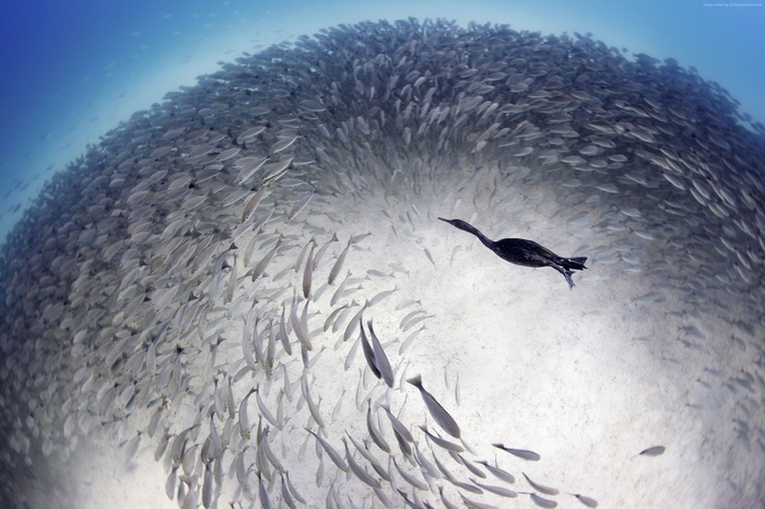 Cormorant swims through a school of fish in Mexico