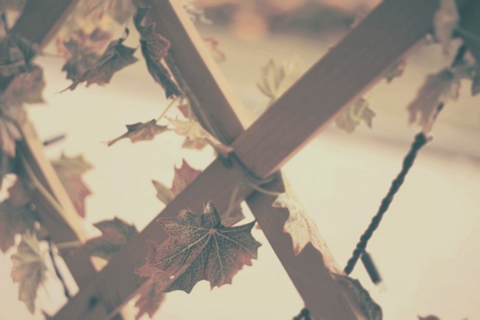 Autumn leaves on a wooden structure