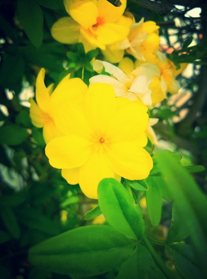 Yellow flowers with green leaves in sunlight