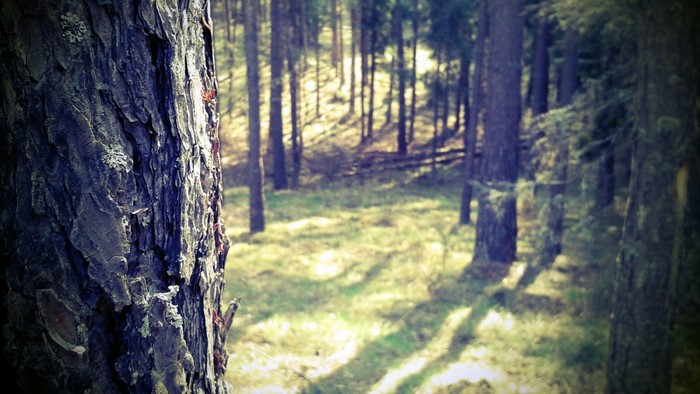 Close-up of tree bark in a sunlit forest