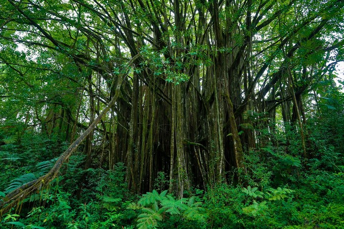 Dense green rainforest with a large banyan tree and hanging roots