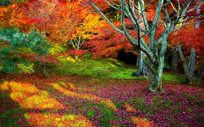 Autumn forest with colorful leaves and trees