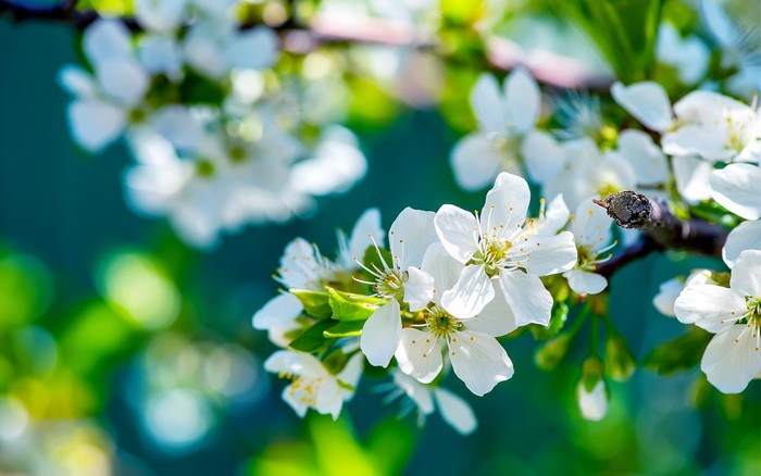 Close up of white cherry blossoms on a branch