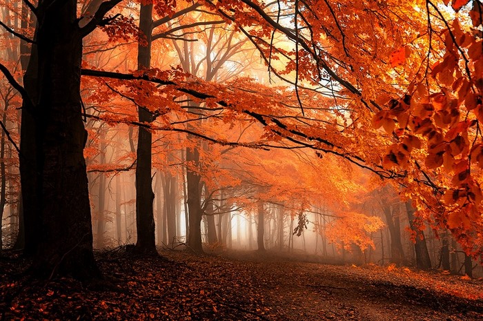 Autumn forest path with orange leaves and mist