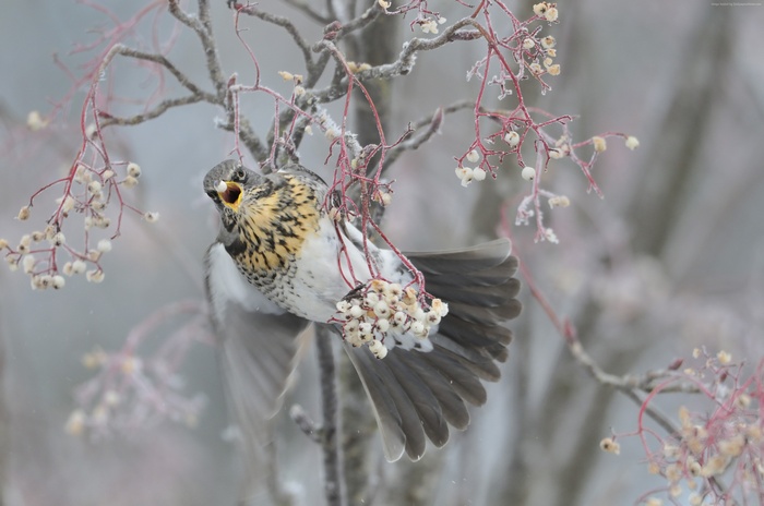 Bird eating berries on a frosty tree branch