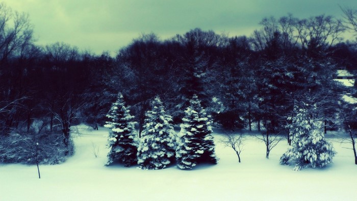 Snowy forest with evergreen trees in winter