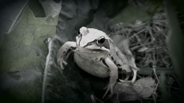 Monochrome frog sitting on leaves
