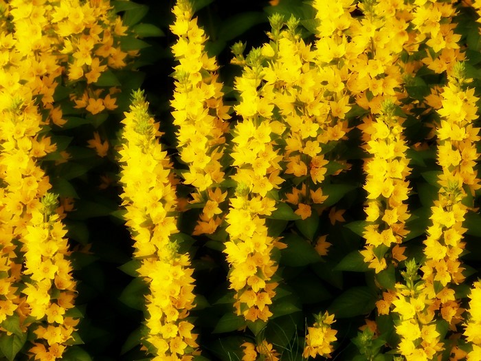 Bright Yellow Mimosa Flowers in Bloom