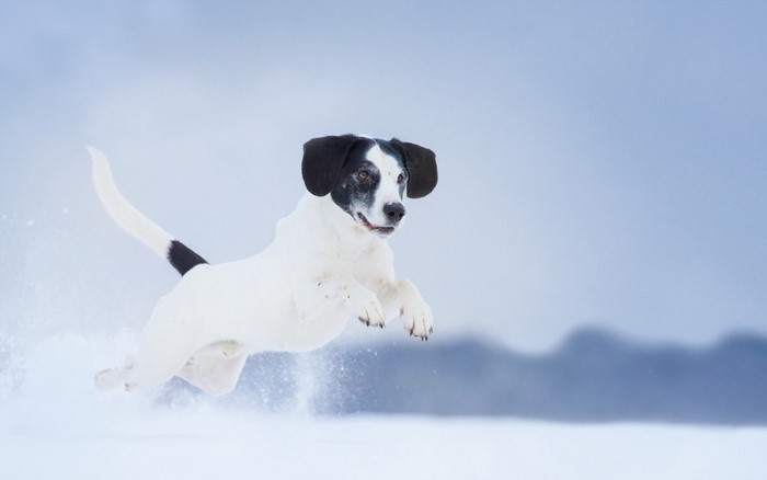 Black and white dog jumping in the snow