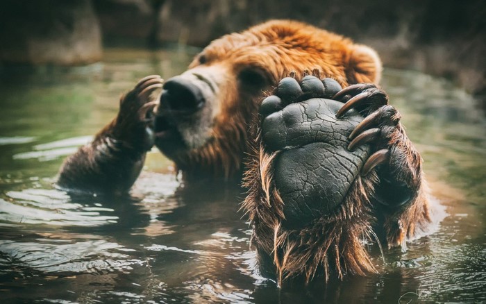 A brown bear swims in the water, showing its paw