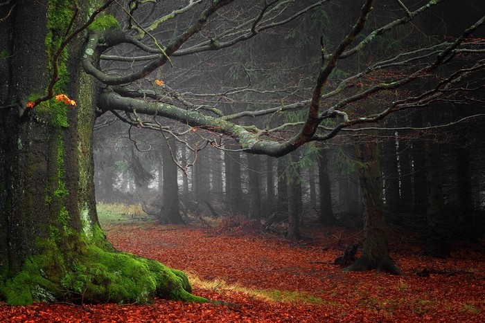 Mossy tree trunk with fallen leaves in a misty forest