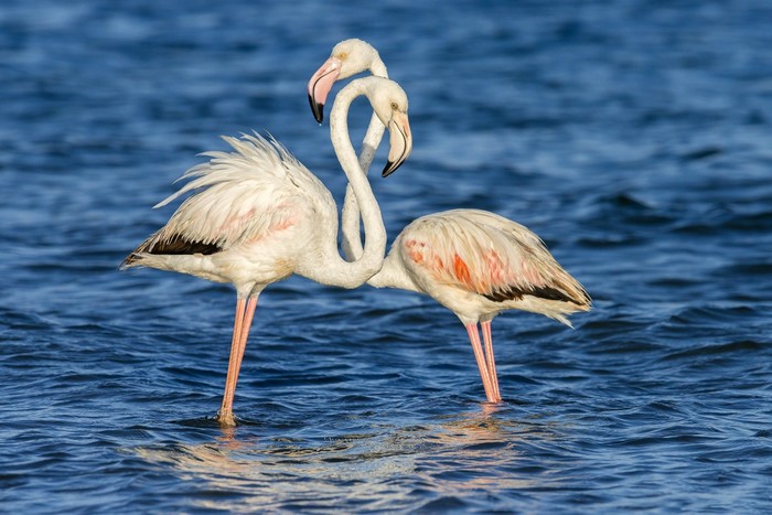 Two flamingos in blue water