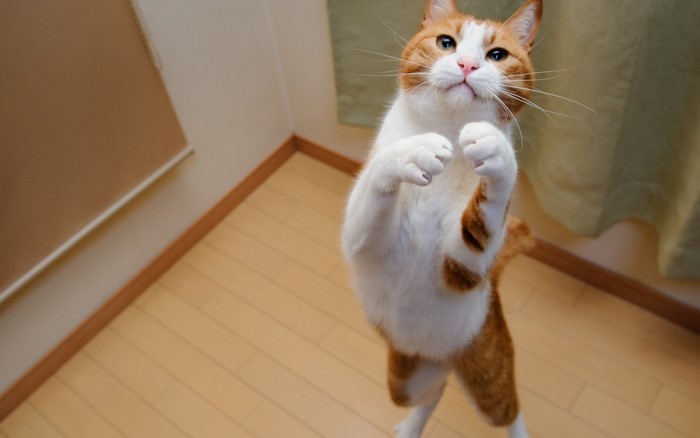 Orange and white cat standing on hind legs
