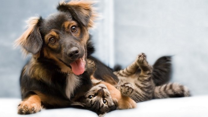 Dog and cat playing together