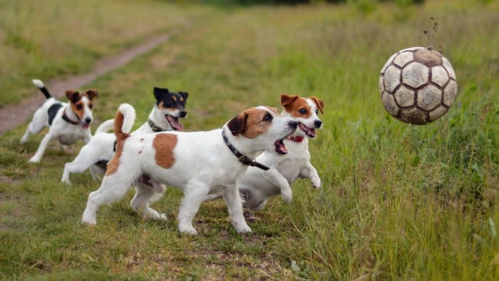 Four Jack Russell Terriers playing with a soccer ball