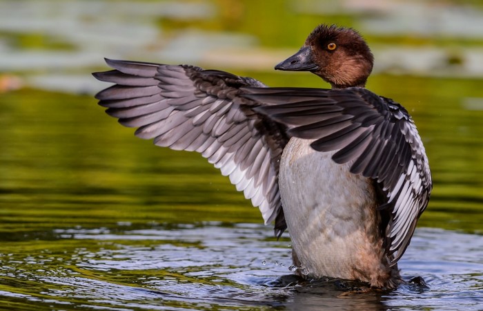 Female duck with wings spread in water