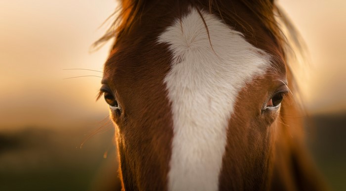 Close-up of a brown horse's face with a white blaze