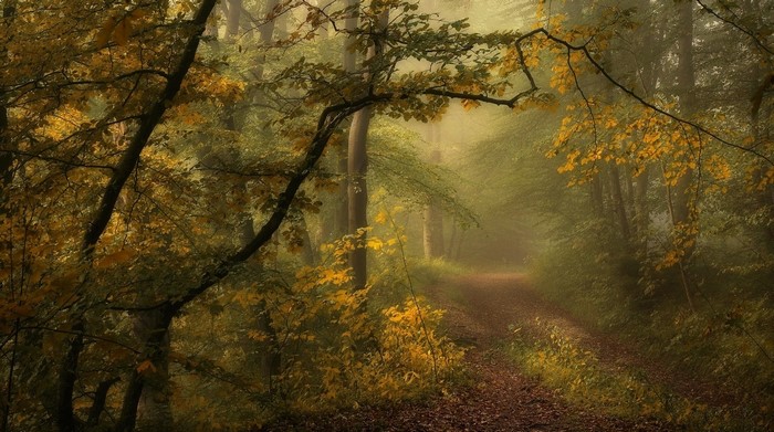 Autumn forest path with sunlight and mist