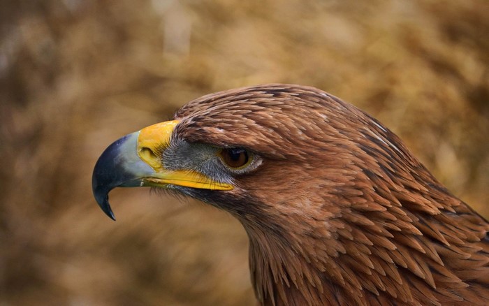 Close up of a golden eagle's head
