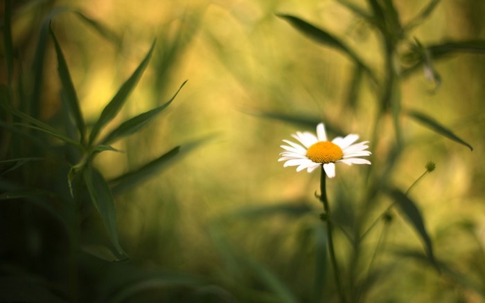 Close-up of a daisy with a yellow center and white petals