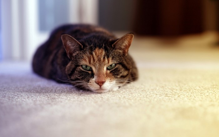 Close up of a domestic short-haired cat lying down